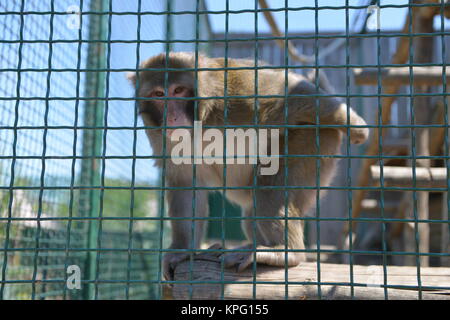 Les singes jouant sur une cage au zoo. In la cage. Banque D'Images