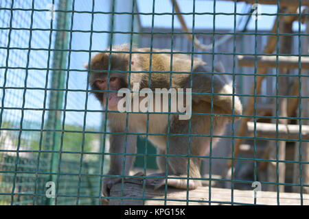 Les singes jouant sur une cage au zoo. In la cage. Banque D'Images