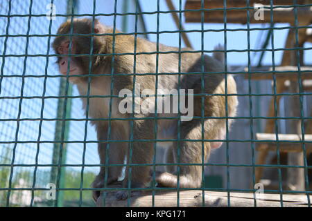 Les singes jouant sur une cage au zoo. In la cage. Banque D'Images