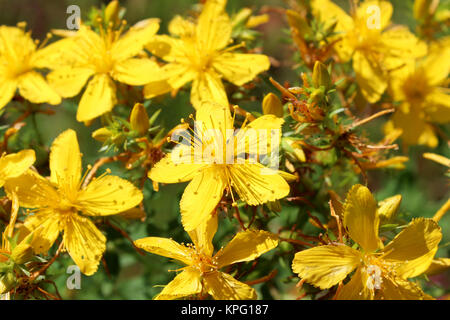 De belles fleurs jaunes de St.-John&# 39 s wort Banque D'Images