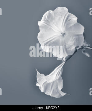 Brugmansia/Angel trompette/Datura en pleine floraison Banque D'Images