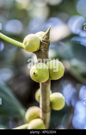 Fruit de Ficus benghalensis,l'Indian Banyan Tree. Banque D'Images