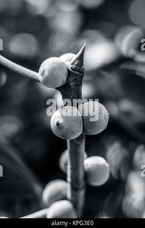 Fruit de Ficus benghalensis,l'Indian Banyan Tree. Banque D'Images