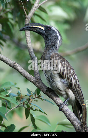 Mabalingwe calao gris d'Afrique, assis sur une branche, Tockus nasutus Banque D'Images