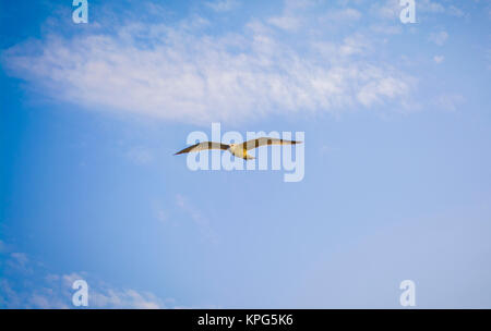 Photo mouette battant sur ciel bleu clair Banque D'Images