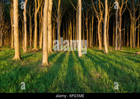 Haunted Woods, forêt à Nienhagen sur la côte de la mer Baltique Banque D'Images