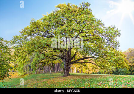 Vieux Chêne solitaire dans le parc contre le ciel bleu avec le soleil en Serbie. Banque D'Images