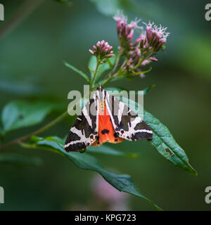 Papillon sur une feuille Banque D'Images