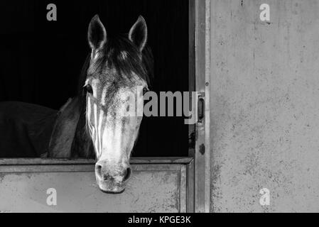 Une image en noir et blanc d'un cheval à partir de la stabilité de sa gate Banque D'Images