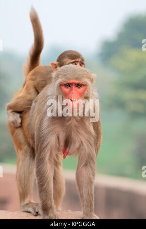 Les singes macaques rhésus Banque D'Images