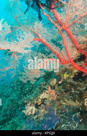 La mer colorée avec ventilateur attaché crinoïde, balayeuses de bébé à l'école. Indoesia, Raja Ampat Région de Papouasie (ex-Irian Jaya) Banque D'Images