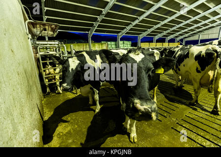 Les vaches attendent patiemment dans la soirée pour leur tour à un système de traite dans la campagne du Gloucestershire. Banque D'Images