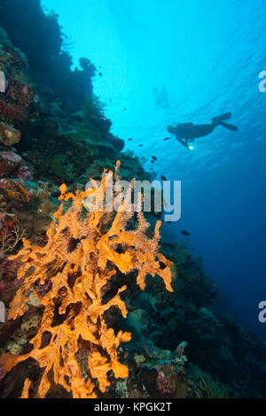 Parution du modèle plongeurs sous-marins à Tukang Besi Préserver récifs intacts, près de plongeur de Wakatobi Resort, South Sulaweso, Indonésie, S.E. Asie Banque D'Images