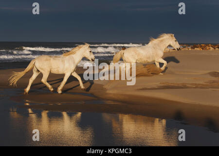 Chevaux Camargue et de réflexion, dans le sud de la France Banque D'Images