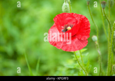 Coquelicot - Mohnblume Banque D'Images