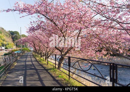 Sakura et promenade Banque D'Images