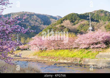 Sakura et la rivière Banque D'Images