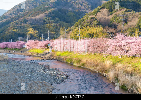 Sakura au Japon la rivière et arbres Banque D'Images