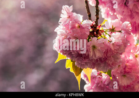 Beau printemps arrière-plan. Sakura en fleurs fleurs de jardin Banque D'Images