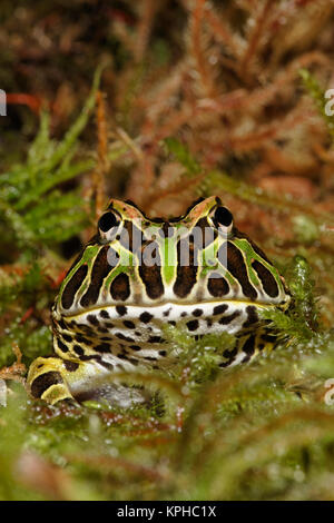 Pacman, grenouille Ceratophrys cranwelli grenouille cornue ou d'Amérique du Sud. (Captive) Banque D'Images