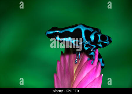 Bleu et noir Poison Dart Frog, Panama, Bleu (Dendrobates auratus) Banque D'Images