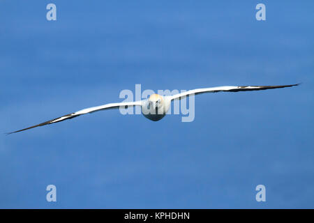 Fou de Bassan (Morus bassanus) siège à bord du vol CIEL BLEU Banque D'Images