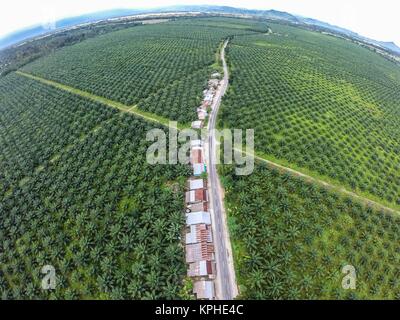 Plantation de palmier à huile dans la régence de Luwu Timur, Sud de Sulawesi - Indonésie en drone aérien point de vue. Banque D'Images