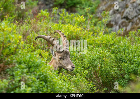 Le Bouquetin des Alpes, également connu sous le nom de steinbock ou bouquetin, est une espèce de chèvre sauvage qui vit dans les montagnes des Alpes d'Europe. Banque D'Images