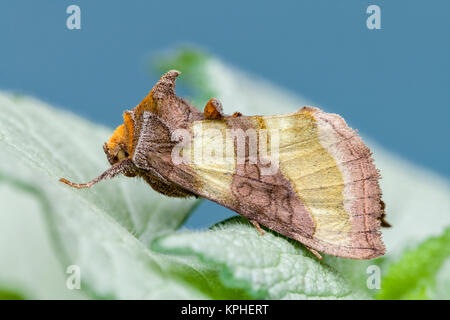 Laiton bruni Espèce reposant sur leaf  Diachrysia chrysitis Banque D'Images