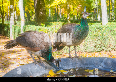 Deux femelles paons de l'eau potable dans une fontaine. Aranjuez, Madrid, province de l'Espagne. Banque D'Images