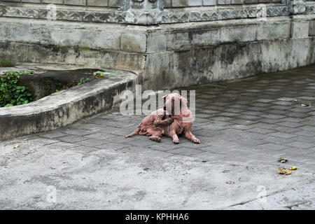 Laid et terrible chien sans poils et de rides Banque D'Images