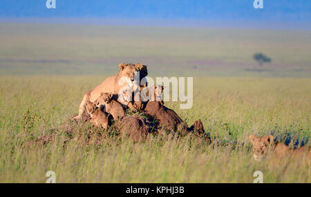 Lionne avec oursons reposant sur fourmilière sur plaines herbeuses de kopjes Maasaï près de Serengeti, Tanzanie, Seronera Banque D'Images