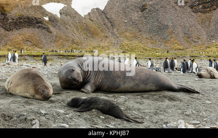 L'éléphant mâle et femelle avec bébé phoque sur la plage de galets de la baie de St Andrews, South Georgia Island Banque D'Images