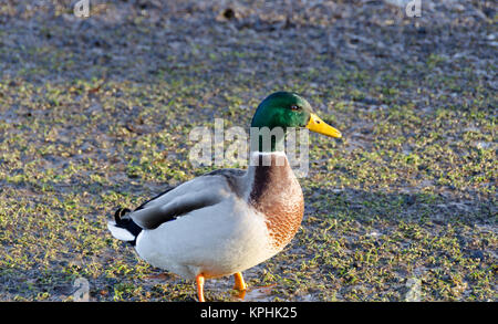 Un beau canard colvert mâle debout sur le graas Banque D'Images