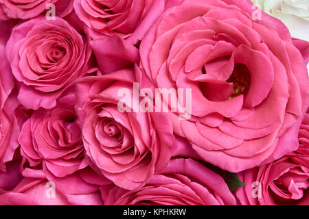 Bouquet de roses roses aussi beau floral background Banque D'Images