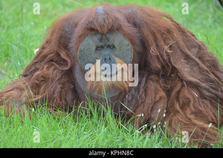 Orang-outan (également orthographié orang-outang, orang outang, ou l'orang-utang. Great Ape originaire d'Indonésie et de la Malaisie. Les orangs-outans sont en ce moment seulement fou Banque D'Images