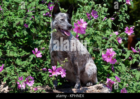 États-unis, Californie. Guérisseur Queensland assis sur un rocher en fleurs. Banque D'Images