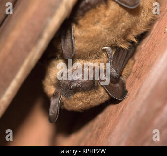 La grande chauve-souris brune (Eptesicus fuscus) Banque D'Images