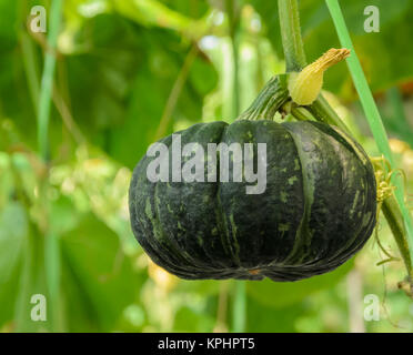 Potiron, citrouille ou sur l'arborescence. Banque D'Images