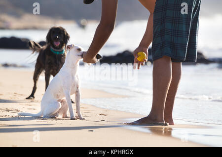 Les chiens à jouer au ballon sur la plage en été. Banque D'Images