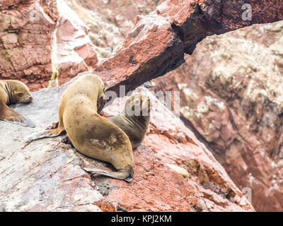 Les lions de mer péruvienne vu dans les îles Ballestas, dans le Parc National de Paracas, Pérou Banque D'Images