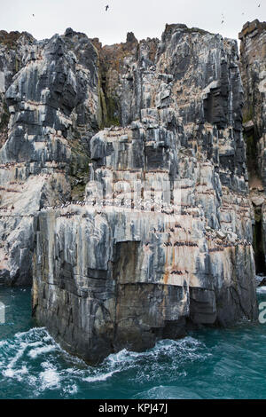 La falaise Alkefjellet, colonie d'oiseaux marins du logement de guillemots de Brünnich guillemot de Brünnich / (Uria lomvia) à l'Hinlopenstretet, Svalbard, Norvège Banque D'Images