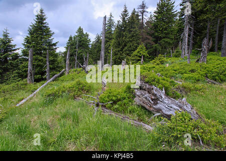 Les épinettes dans l'ancienne forêt de conifères du parc national du Harz, Saxe-Anhalt, Allemagne Banque D'Images