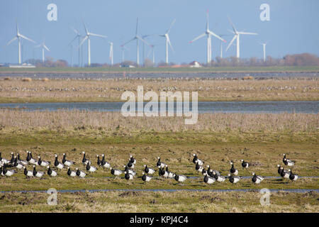 Troupeau d'oies de bernache Branta leucopsis (nourriture) des zones humides en face des éoliennes du parc éolien, Allemagne Banque D'Images