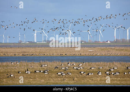 Troupeau de la bernache nonnette (Branta leucopsis) oies voler en face des éoliennes du parc éolien, Allemagne Banque D'Images