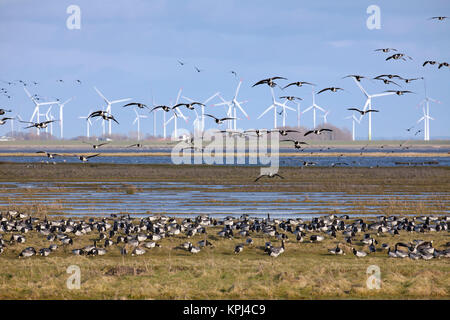 Troupeau de la bernache nonnette (Branta leucopsis) oies voler en face des éoliennes du parc éolien, Allemagne Banque D'Images