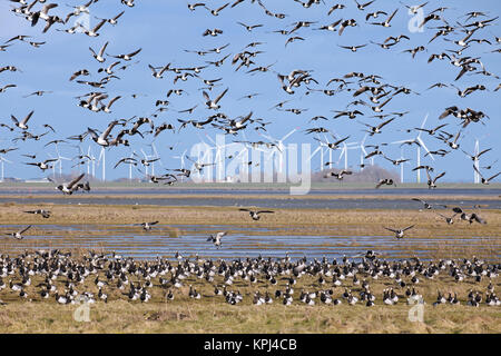 Troupeau de la bernache nonnette (Branta leucopsis) oies voler en face des éoliennes du parc éolien, Allemagne Banque D'Images