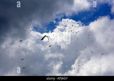 Cigognes à bec jaune vol au dessus de Mto wa Mbu dans la Great Rift Valley, près de Parc national de Manyara. Banque D'Images