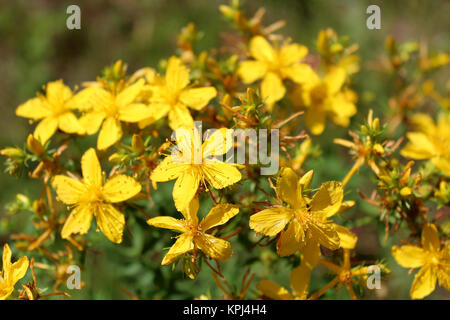 De belles fleurs jaunes de St.-John&# 39 s wort Banque D'Images