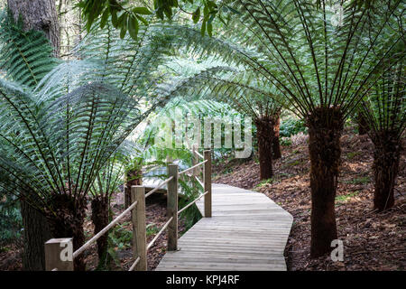 Passerelle en bois parmi les fougères arborescentes (Dicksonia antarctica) dans la jungle au jardin Heligan Cornwall. Banque D'Images